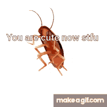 Funny Roach You Are Cute Now Stfu Funny GIF - Funny Roach You Are Cute Now Stfu Funny You Are Cute Now Stfu GIFs