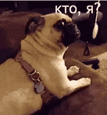 udivleniye pug