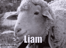 Liam Sheep GIF - Liam Sheep GIFs