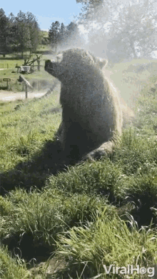 Shower Viralhog GIF - Shower Viralhog Grizzly Bear GIFs