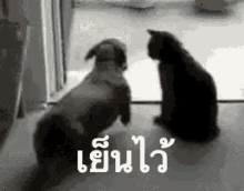 เย็นไว้ นิ่งไว้ ใจเย็น GIF - Dog Cat Calm Down GIFs