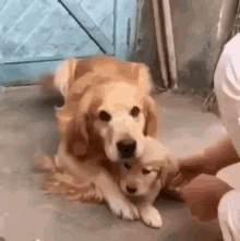 Funny Animals Dogs GIF - Funny Animals Dogs Mine GIFs