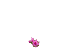 Pink Flowers GIF - Pink Flowers Love GIFs