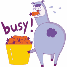 drama llama busy eating funny animals carrots drama llama busy eating funny animals carrots