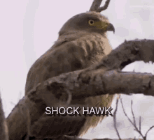 Shocked Shock Hawk GIF - Shocked Shock Hawk Funny GIFs