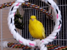 Yellow Canary Bird GIF - Canary Bird Canary Bird GIFs