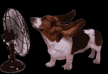 Ear GIF - Fan Beagle Wind GIFs
