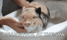 Pig Bath Happy Pig GIF - Pig Bath Pig Happy Pig GIFs