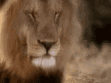 Lion King Of The Jungle GIF - Lion King Of The Jungle Big Cat GIFs