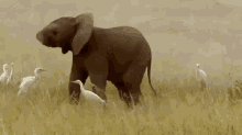 Baby Elephant Trunk GIF - Baby Elephant Trunk Dancing GIFs
