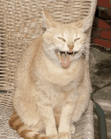 Hungry Cat GIF - Hungry Cat Scary GIFs