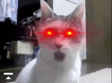 Omg Cat Laser Eyes GIF - Omg Cat Omg Laser Eyes GIFs