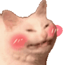 blush cat