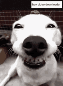 smile cute dog pet teeth