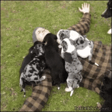 Great Dane Puppies GIF - Puppies Dog Great Dane GIFs