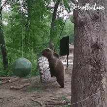 Baby Bear Riding A Tire Swing Bear Wants To Play GIF - Baby Bear Riding A Tire Swing Baby Bear Bear Wants To Play GIFs