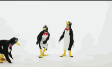 Slide Penguin GIF - Slide Penguin Penguin Dive GIFs