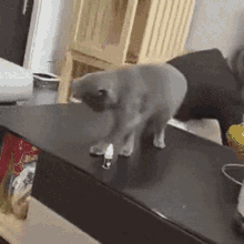 Master Of Intrigue Cat GIF - Master Of Intrigue Cat Master GIFs