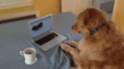 Funny Animals Lidia GIF - Funny Animals Lidia Typing GIFs