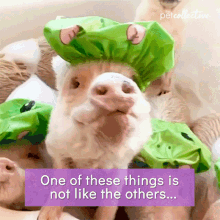 One Of These Things Is Not Like The Others The Pet Collective GIF - One Of These Things Is Not Like The Others The Pet Collective Pig GIFs