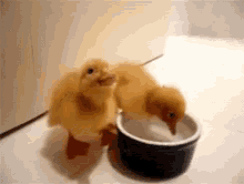 Ducklings Baby Ducks GIF - Ducklings Baby Ducks GIFs