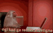 monkey push laptop ogi peder ogi ljut ogi