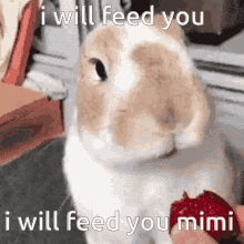 mimi mimi eat miyo xiyo mimi mimi eat miyo xiyo