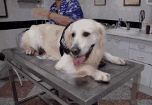 Petting Tongue Out GIF - Petting Tongue Out Looking Around GIFs