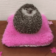 hedgehog cute hungry