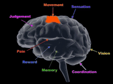 Sex Brain Functions Of The Brain GIF - Sex Brain Brain Functions Of The Brain GIFs