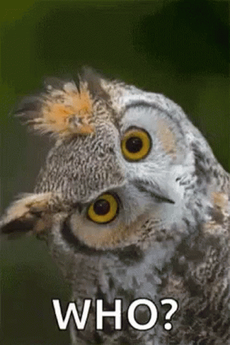 Who Owl GIF - Who Owl Blink - Discover &amp; Share GIFs