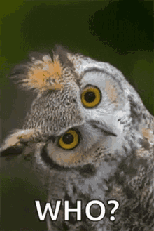 Who Owl GIF - Who Owl Blink GIFs