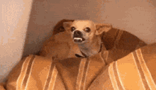 Angrypuppy Angry Chihuahua GIF - Angrypuppy Angry Chihuahua Kawaii Puppy GIFs