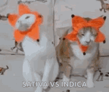 cat funny cute sativa vs indica weed strains