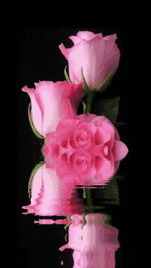 Roses Pink Rose GIF - Roses Rose Pink Rose GIFs