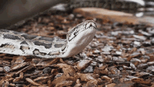 Snake Dean Schneider GIF - Snake Dean Schneider Tongue Out GIFs