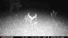 Deerhunt GIF - Deerhunt GIFs