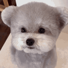 Living Teddy Bear Cute GIF - Living Teddy Bear Cute Pup GIFs