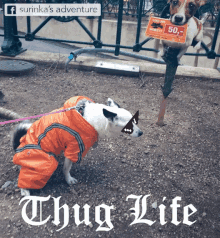 surinka dog thug life