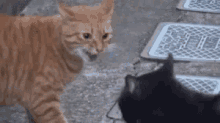 cats warn standoff cats warn standoff