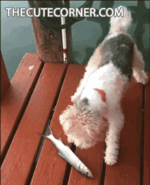 scared fish dog fish alive funny