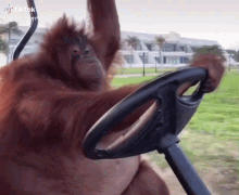 monkey conduciendo