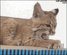 Cute Cat GIF - Cute Cat Yawn GIFs