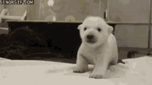 Yes Baby Bear GIF - Yes Baby Bear Baby Polar Bear GIFs