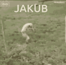 Jakub Kuba GIF - Jakub Kuba Chomik GIFs