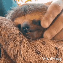 Yawning Sloth Viralhog GIF - Yawning Sloth Viralhog Sleepy GIFs