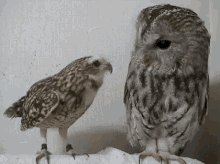 Owls Birds GIF - Owls Birds GIFs