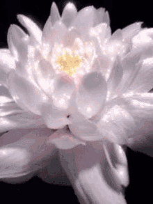 [Image: flower.gif]