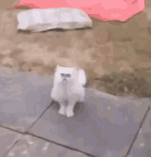 Ugly Cat GIF - Ugly Cat GIFs