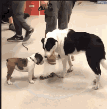 Wasted Dogs GIF - Wasted Dogs Angry GIFs